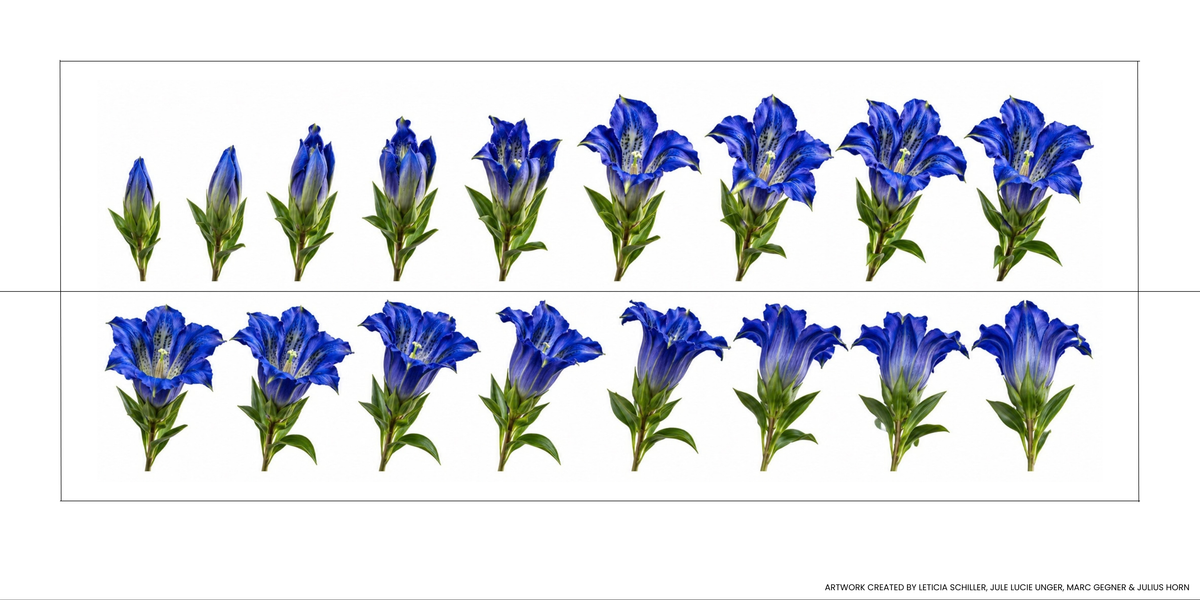 Être fleur bleue